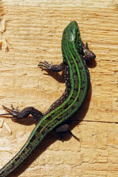 Cropped Shot Beautiful Small Lizard Wooden Background Vertical View Animals — Stock Photo, Image