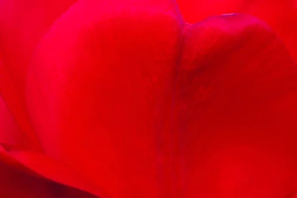 Blurry Image Red Tulips Petal Close Horizontal View Abstract Nature — Stock Photo, Image