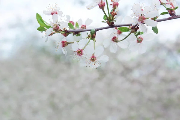 Vervagend Beeld Van Bloeiende Pruimenboom Abstracte Natuur Achtergrond Witte Bloemen — Stockfoto