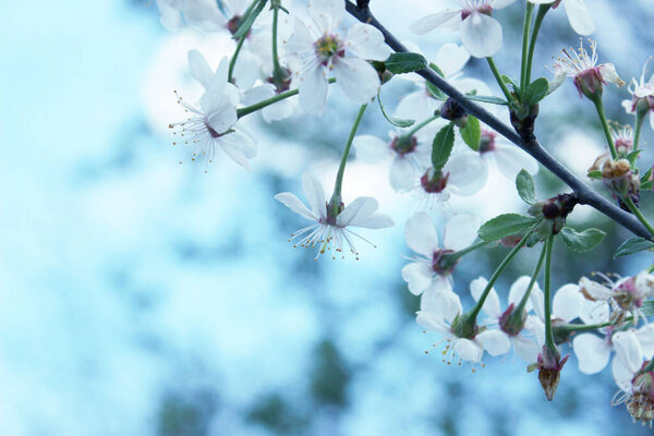 Blurry image of blooming plum tree. Abstract nature background. White flowers, blurry background.