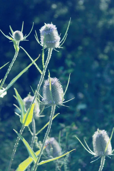 Fundo Botânico Desfocado Tiro Cortado Flores Espinhosas Imagem Borrada — Fotografia de Stock