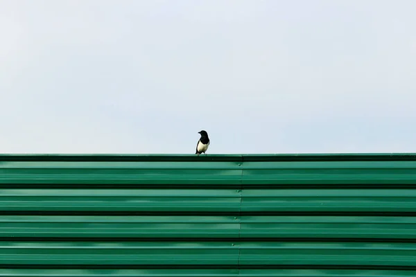 Homályos Kép Szarka Egy Zöld Kerítés Kék Háttér Fekete Madár — Stock Fotó