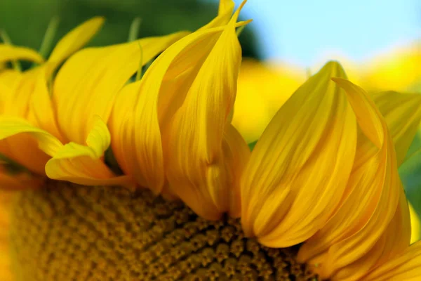 Verschwommene Abstrakte Natur Hintergrund Details Der Sonnenblume Horizontale Ansicht Blütenblatt — Stockfoto