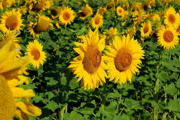 Schnappschuss Von Sonnenblumenfeld Horizontale Ansicht Ernte Natur Landschaftskonzept — Stockfoto