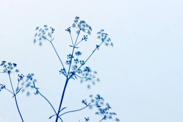 Wazige Abstracte Natuur Achtergrond Silhouetten Van Bloemen Witte Achtergrond Schaduwen — Stockfoto