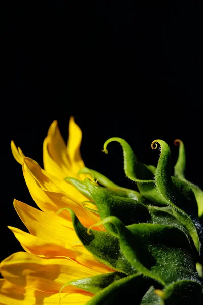 Желтый Подсолнечник Чёрном Фоне Вертикальный Вид Обрезной Снимок Красочный Цветок — стоковое фото