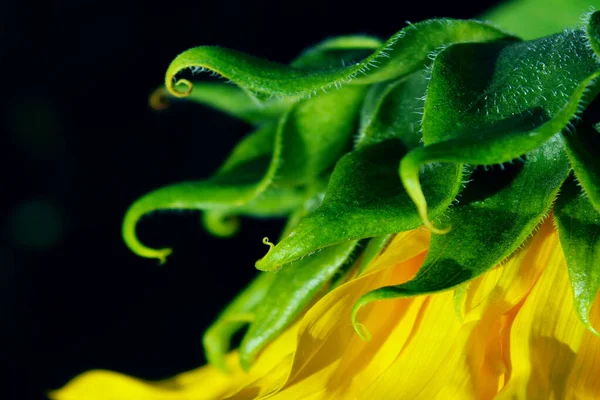 Gul Solros Svart Bakgrund Horisontell Beskärda Skott Färgglada Blomma Närbild — Stockfoto