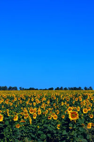 Размытое Изображение Поля Желтых Подсолнухов Голубого Неба Обрезанный Снимок Вертикальный — стоковое фото