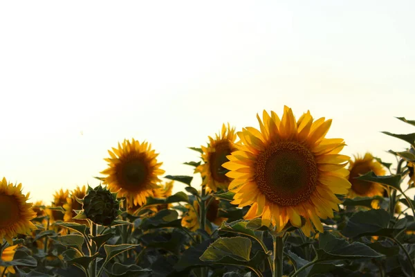 Blurry image of field of yellow sunflowers, cropped shot, horizontal view. Harvest, agriculture, nature, landscapes concept.