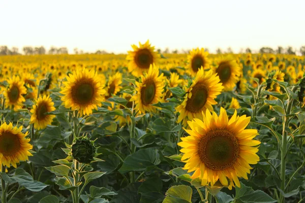 Verschwommenes Bild Eines Feldes Mit Gelben Sonnenblumen Abgeschnittene Aufnahme Horizontale — Stockfoto