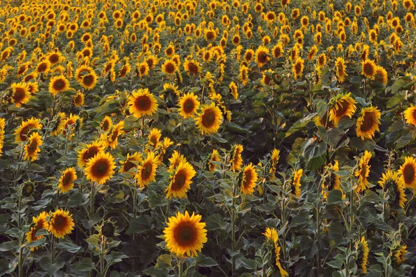 Blurry image of field of yellow sunflowers, cropped shot, horizontal view. Harvest, agriculture, nature, landscapes concept.