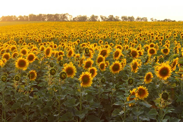 Image Floue Champ Tournesols Jaunes Plan Recadré Vue Horizontale Récolte — Photo