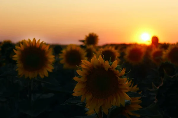Verschwommenes Bild Eines Feldes Mit Gelben Sonnenblumen Abgeschnittene Aufnahme Horizontale — Stockfoto