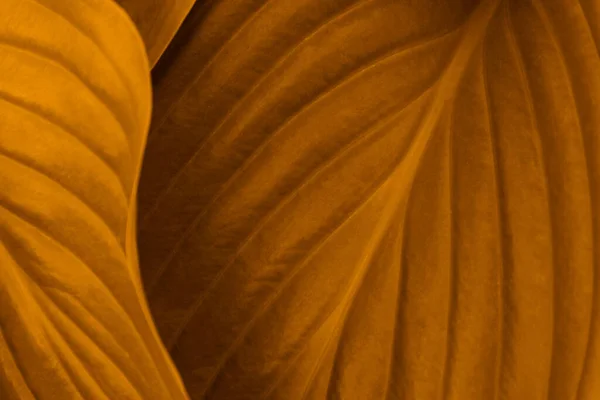 Żółte Tło Wykonane Świeżych Zielonych Liści Pomarańczowe Dynamiczne Tło Dla — Zdjęcie stockowe