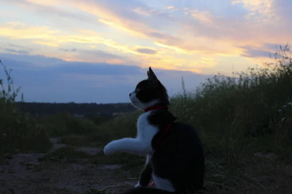 Silhouette Of Cat At Beautiful Sunset Cute Cat On The Road Sunset Background Cat Looking Stray Kitten Looking At Wonderful Sunset World Animal Day Rescue Animals Concept Happy Kitten Little Outside Stock Photo