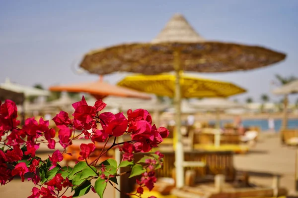 Desert Rose Resort plajda topraklarında görüntülemek