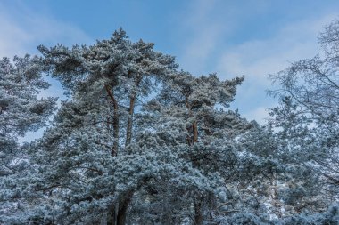 güzel kış manzara ağaçlar hoarfrost bir kış gün içinde