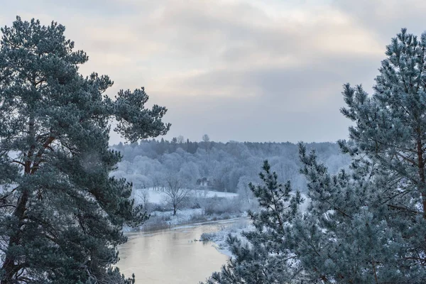 Красивые зимние ландшафтные деревья в иней зимний день — стоковое фото