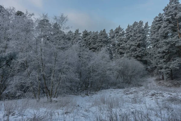 Beaux arbres de paysage d'hiver sous le givre un jour d'hiver — Photo