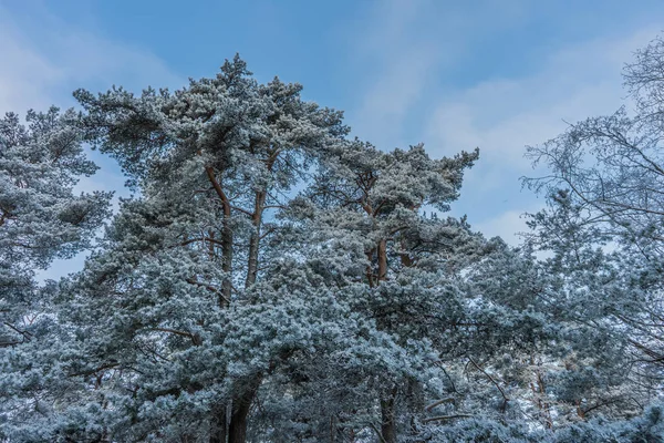 güzel kış manzara ağaçlar hoarfrost bir kış gün içinde