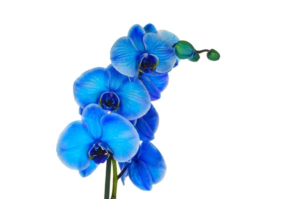 Beautiful blue orchid, isolated on white — Stock Photo, Image