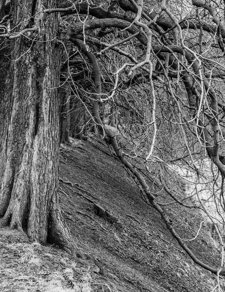 Schwarz-Weiß-Fotos mit hohem Kontrast von Bäumen — Stockfoto