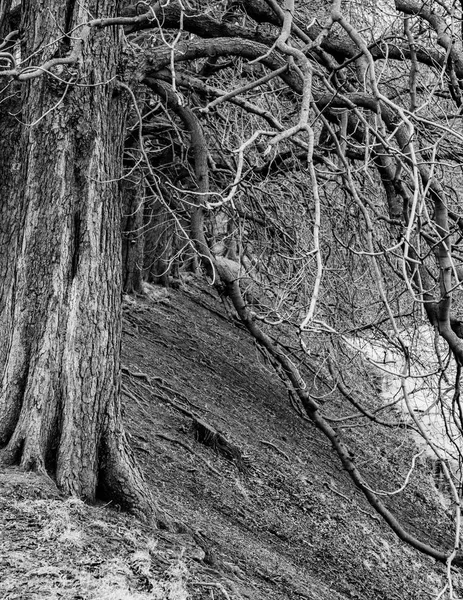 Svart och vit hög kontrast bild av träd — Stockfoto