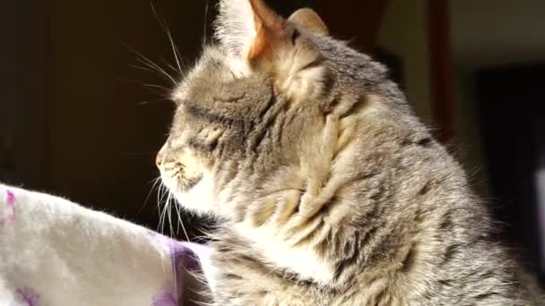 The cat warming itself in the sun. — Stock Video