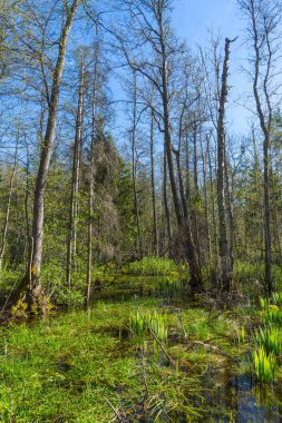 Baharda yeşil orman