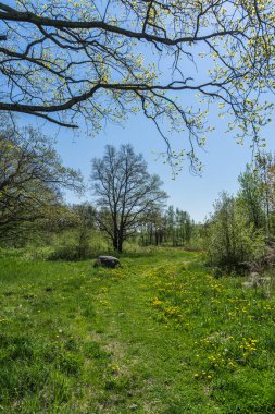 Yaz ormanındaki ağaçlar