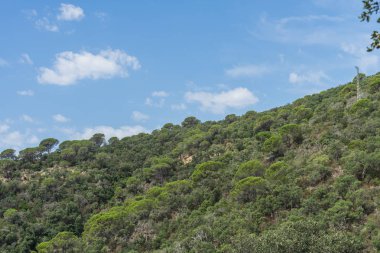 İspanya güzel yeşil manzara