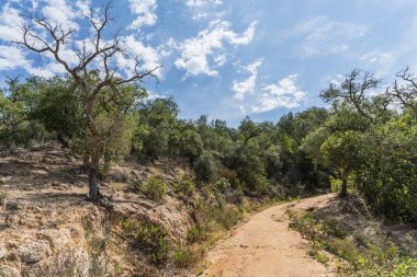 İspanya güzel yeşil manzara