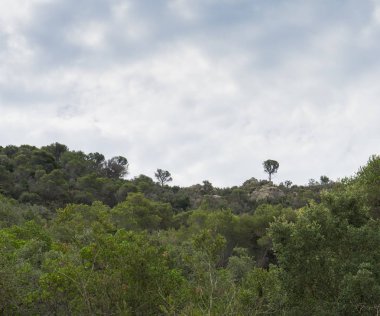 İspanya güzel yeşil manzara