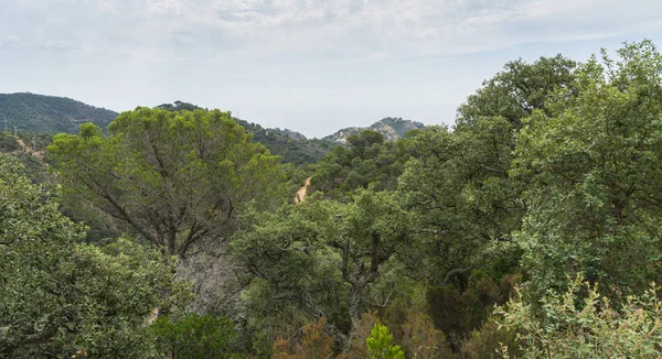 İspanya güzel yeşil manzara