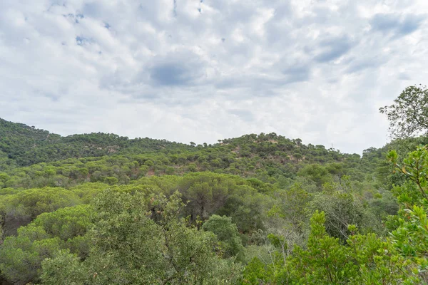 İspanya güzel yeşil manzara