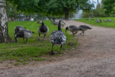 Yaban kazları şehirde yemek