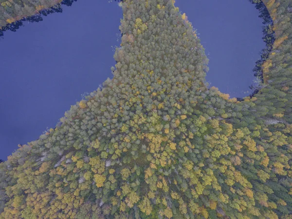 Aerial view of autumn forest — Stock Photo, Image