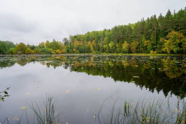 Suya yakın güzel sonbahar orman