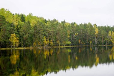 Suya yakın güzel sonbahar orman