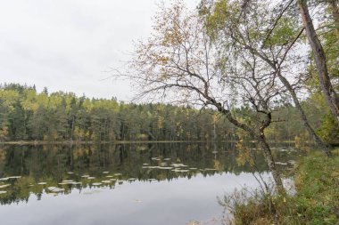 Suya yakın güzel sonbahar orman
