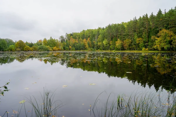 Suya yakın güzel sonbahar orman