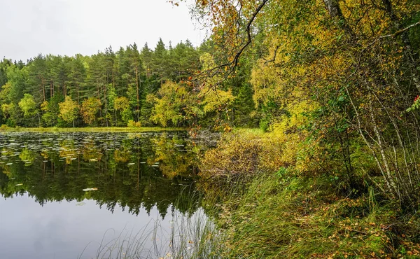 Mooie herfst bos in de buurt van het water — Stockfoto