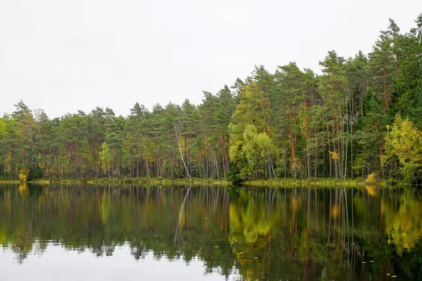 Piękny, jesienny Las w pobliżu wody — Zdjęcie stockowe