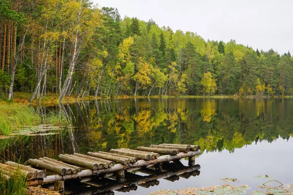 Mooie herfst bos in de buurt van het water — Stockfoto