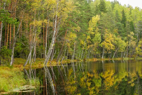Suya yakın güzel sonbahar orman