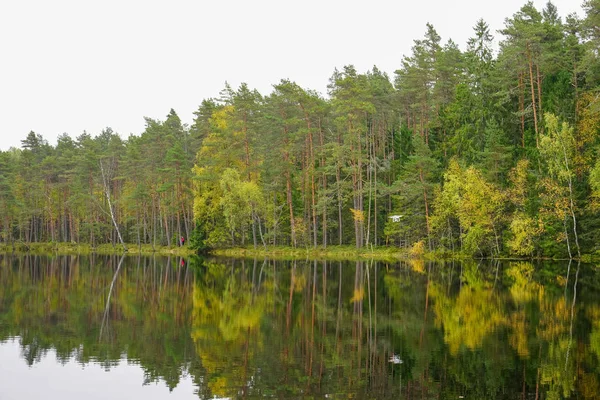 Mooie herfst bos in de buurt van het water — Stockfoto