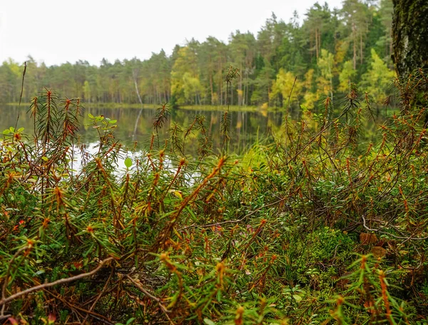 Piękny, jesienny Las w pobliżu wody — Zdjęcie stockowe