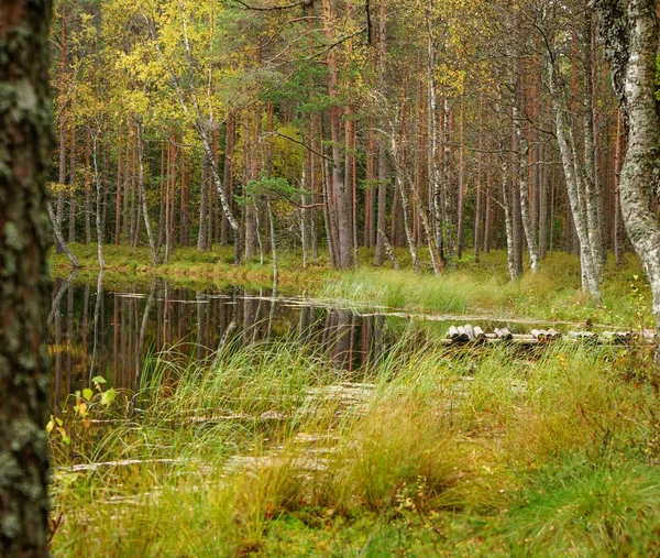 Belle forêt d'automne près de l'eau — Photo