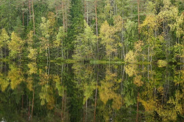 Beautiful autumn forest near the water — Stock Photo, Image