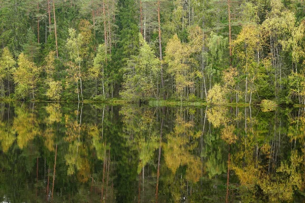 Piękny, jesienny Las w pobliżu wody — Zdjęcie stockowe